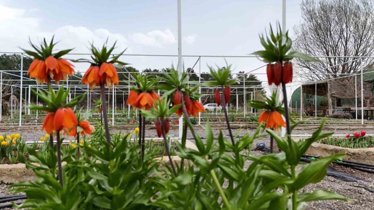 Britanyalı bilim insanları ters laleleri inceledi