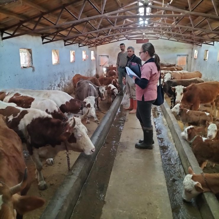 Elazığ’da aşılama ve küpeleme çalışması sürüyor