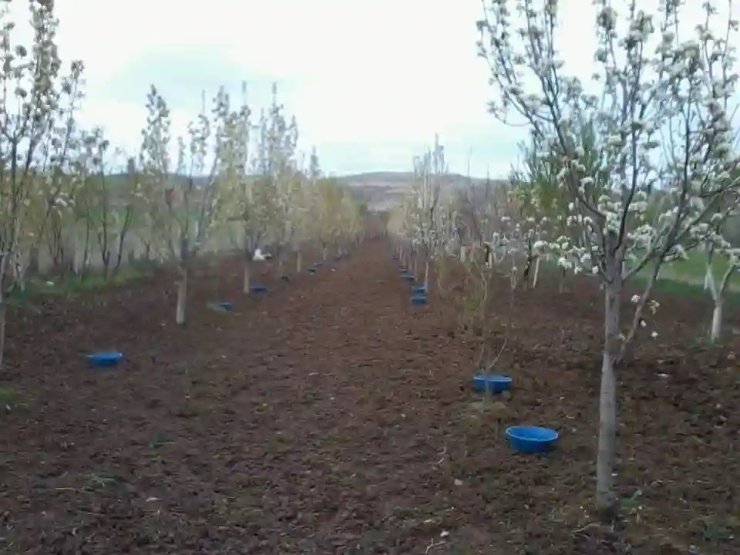 Erzincan’da meyve bahçelerinde baklazınnı mücadelesi