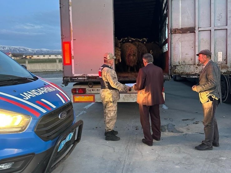 Ağrı’dan çalınan koyunlar Bitlis’te yakalandı