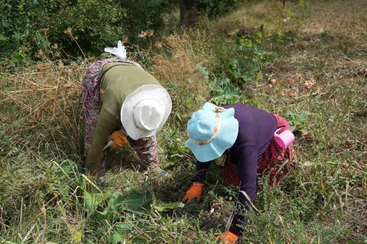 Erzincan’da patatesin toprakla buluşma yolculuğu başladı
