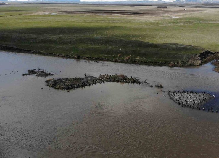 Kars’ta onlarca karabatak dinlenirken görüntülendi