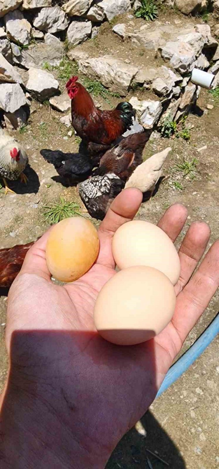Bu yumurtayı gören gözlerine inanamadı