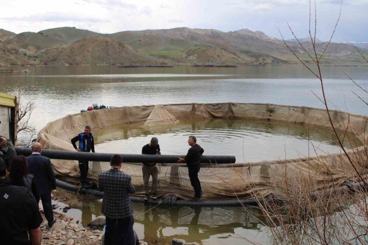 Tercan Baraj Gölüne milyonlarca yavru balık bırakılacak