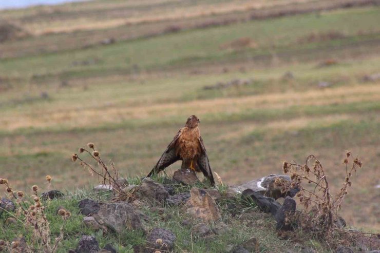 Sarıkamış’ta Kızıl Şahin objektiflere yansıdı