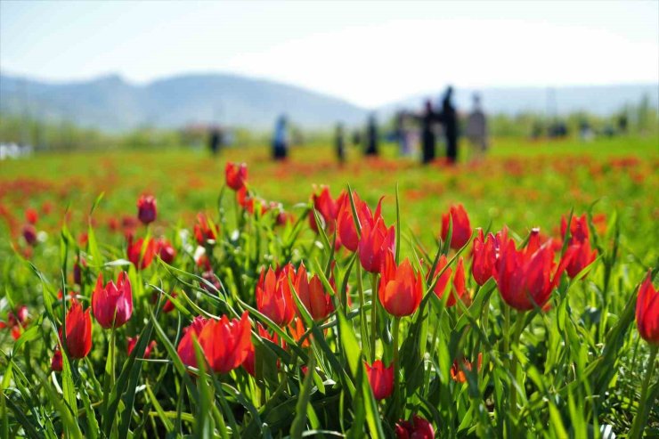 Muş’ta 20 günlük "lale devri" başladı