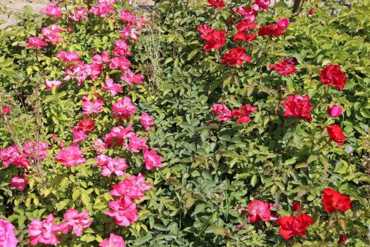 Battalgazi’nin park ve bahçeleri kendi ürettiği çiçeklerle güzelleşiyor