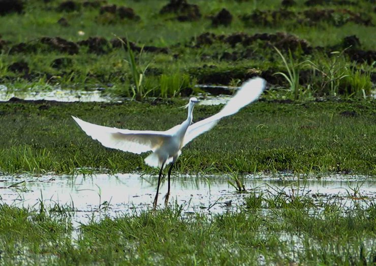 İron Sazlığına kuş akını