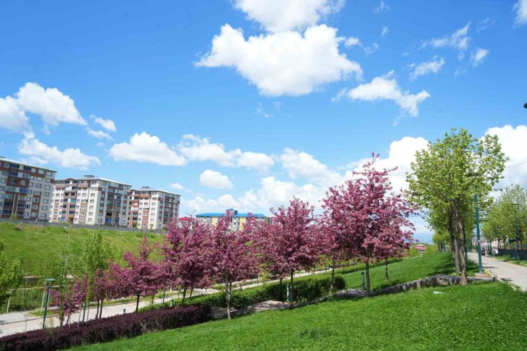 Muş’ta çiçek açan meyve ağaçları kartpostallık görüntüler oluşturdu