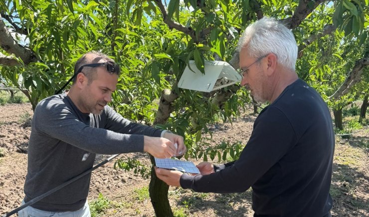 Elazığ’da şeftali güvesine karşı feromon tuzak