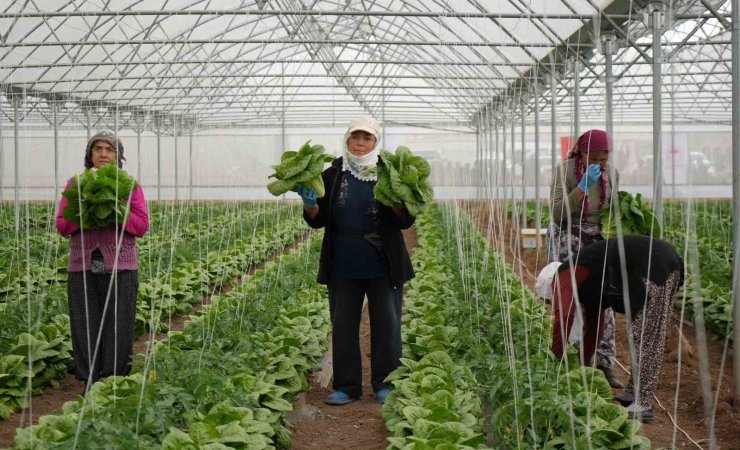 Erzincan seralarında marul hasadı başladı