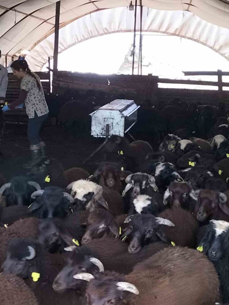 Elazığ’da aşılama ve küpeleme çalışmaları sürüyor