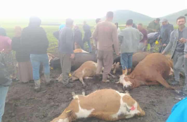 Kars’ta sürünün üzerine yıldırım düştü: 2 çoban yaralandı, 10 hayvan telef oldu