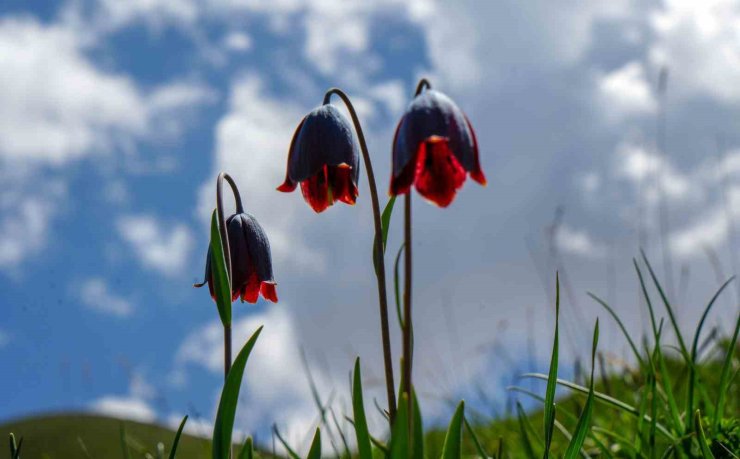 Palandöken’de Kaf ve Mor Laleler açtı