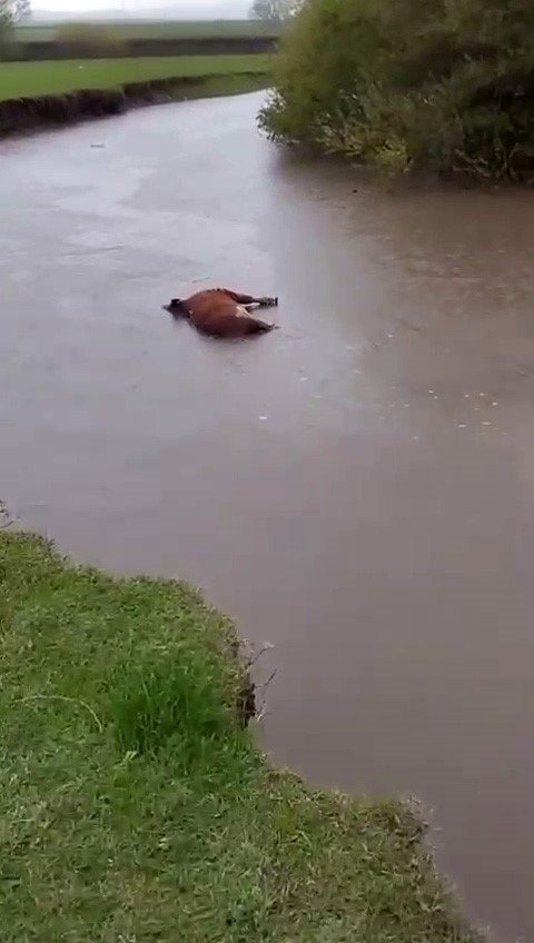 Kars’ta sel sularına kapılan büyükbaş hayvan telef oldu
