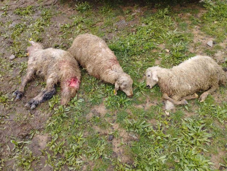 Erzincan’da ağıla giren kurtlar 15 kuzuyu telef etti, 15’ini yaraladı, 30’u ise kayboldu