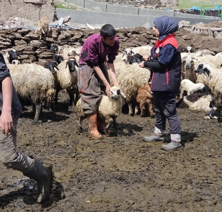 Diyadin’de küçükbaş hayvanlara küpe ve aşı çalışması