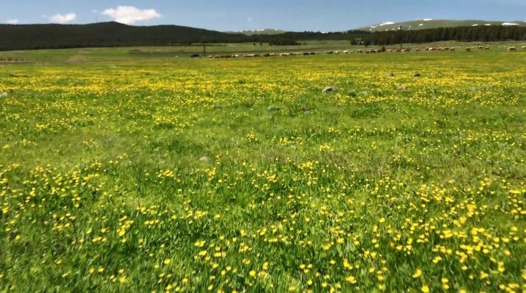 Kars’ta sarıçiçekler görenleri büyülüyor