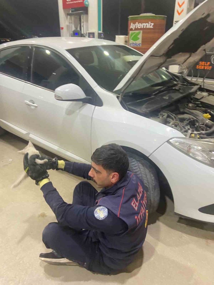 Elazığ’da aracın motor kısmına sıkışan kedi, itfaiye tarafından kurtarıldı