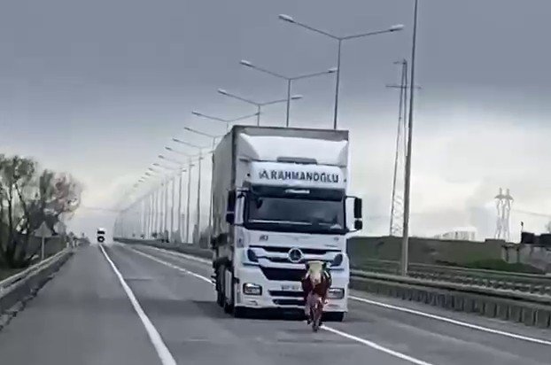 Erzurum’da tosun karayoluna çıktı