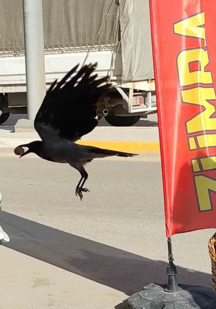 Ceviz çalan karga kameralara yakalandı