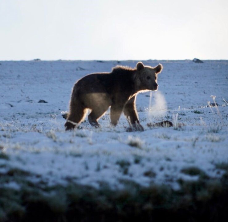 Ardahan’da boz ayı böyle görüntülendi