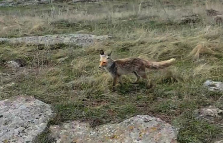 Tilki dron kamerasına takıldı