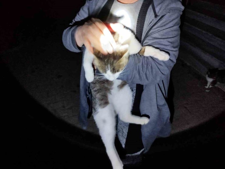 Mahsur kalan kediyi itfaiye kurtardı