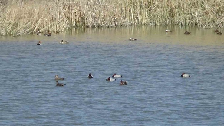 Van Gölü havzasında kuş popülasyonu canlandı