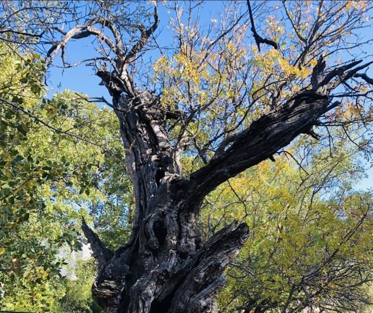 Arapgir’de 800 Yıllık Menengiç ağacı için tescil çalışması