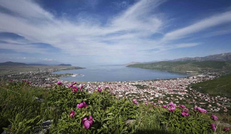 Tatvan’da şakayık çiçekleri görsel şölen sunuyor