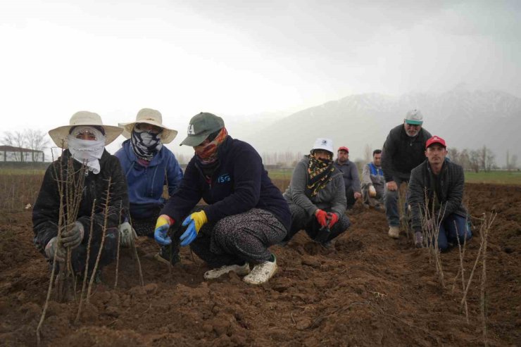 Erzincan bölgenin fidan ihtiyacını karşılıyor