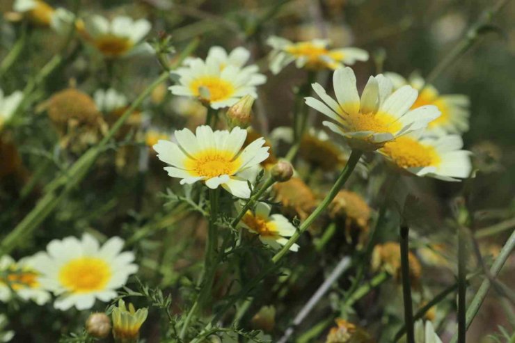 Papatyalarla bezenen Ağrı, görsel şölen sunuyor