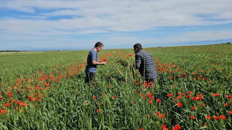 Adilcevaz’da tarlalar gelinciklerle süslendi