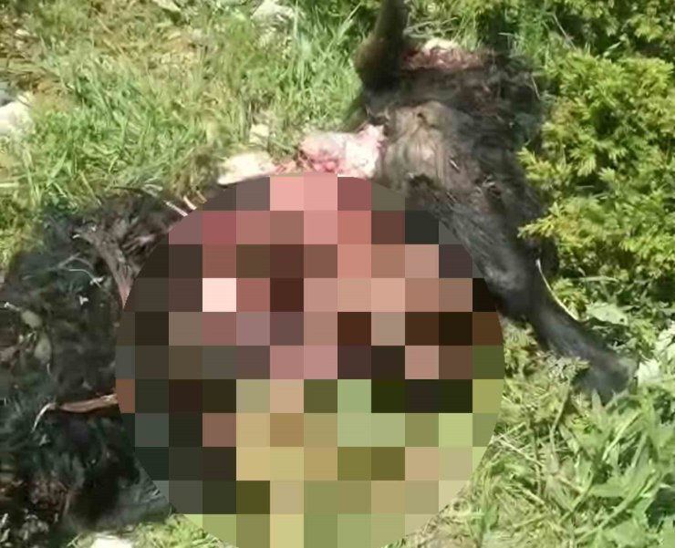 Tunceli’de ayı dehşeti: Bir kişi yaralandı, 31 küçükbaş hayvan telef oldu