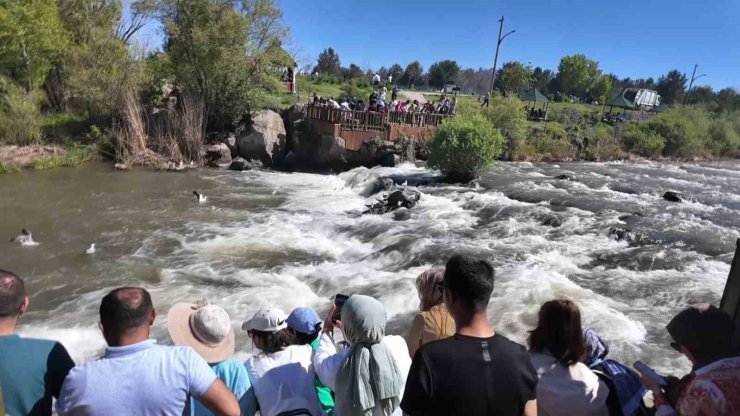 Uçan balıkların göçüne yoğun ilgi