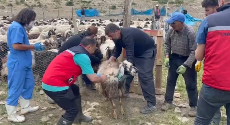 Yüksekova’da şap hastalığına karşı aşılama çalışması devam ediyor