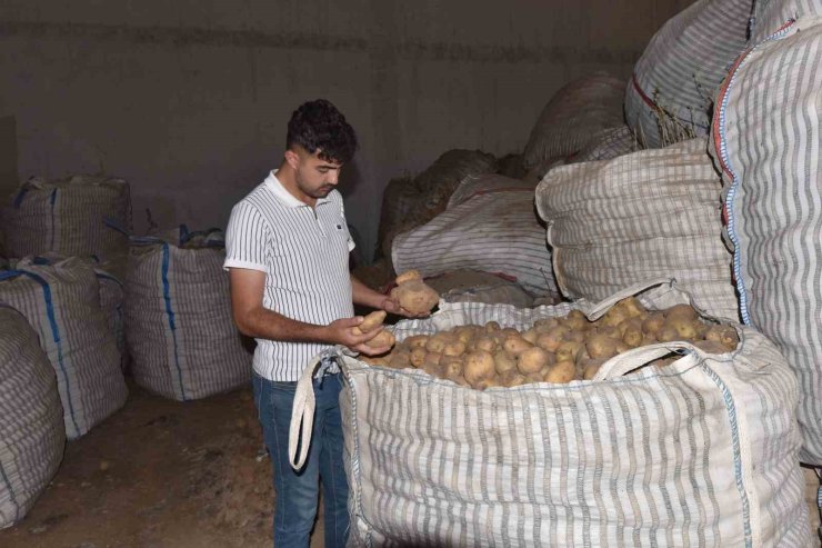 Ahlat’ta binlerce ton patates alıcı bekliyor