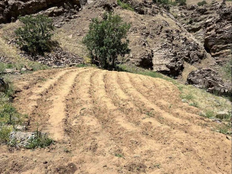 Bingöl’de 2 bin 900 kök kenevir ele geçirildi