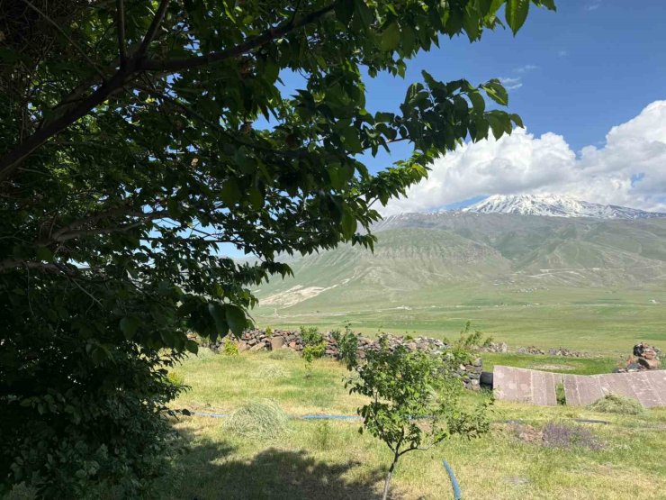 Iğdır’da çorak arazi ağaçlarla yeşeriyor