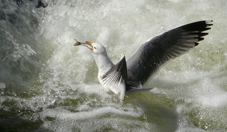 İnci kefalinin hayat mücadelesi objektiflere yansıdı