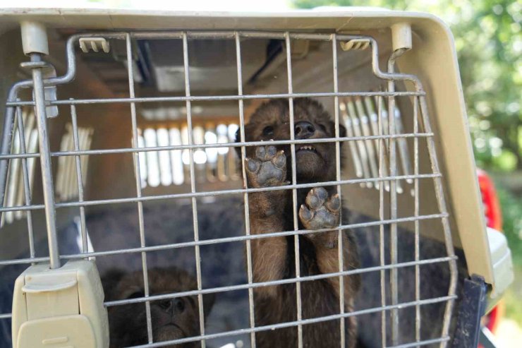 Muş’ta yaylada bulunan 4 kurt yavrusu koruma altına alındı