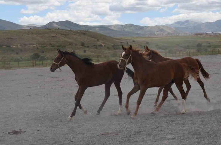 Milyonluk taylar açık artırmayla satışa sunuluyor