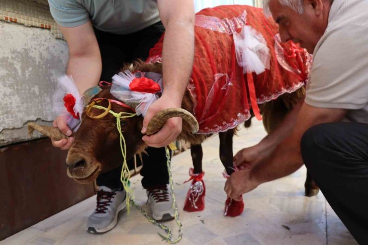 Erzurumlu damattan nişanlısına kurbanlık koç hediyesi