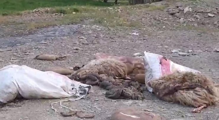 Yüksekova’da sakatatların yol kenarına atılmasına tepki