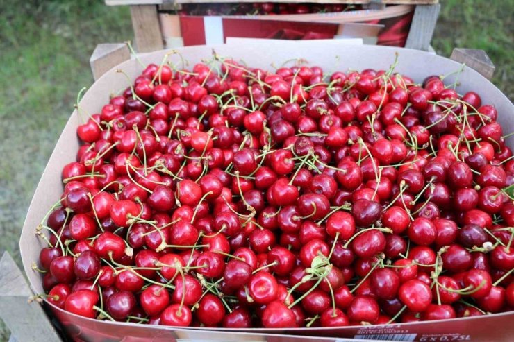 Erzincan’da kiraz bahçelerinde hasat başladı