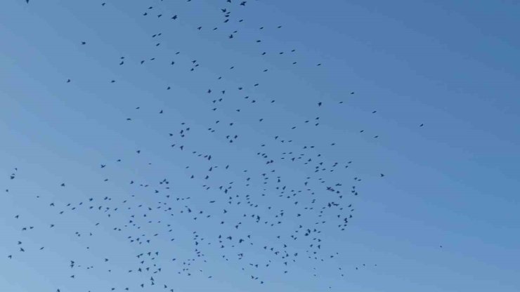 Sığırcık kuşlarının gökyüzündeki dansı mest etti