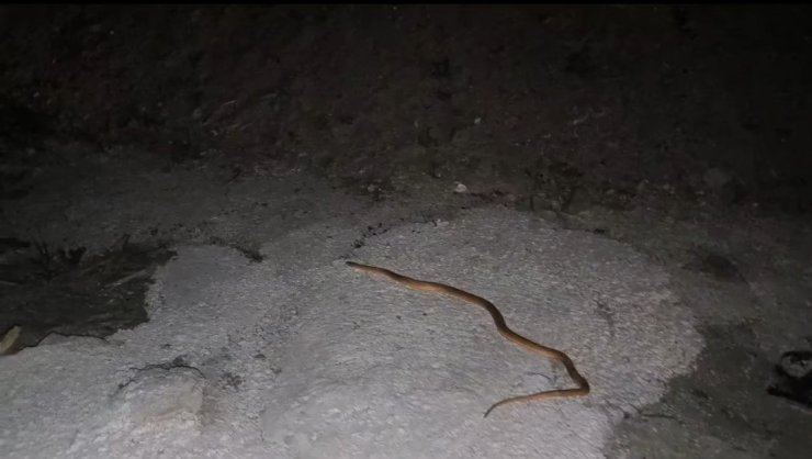 Van’da aracın motoruna giren yılanı DKMP ve itfaiye ekipleri çıkardı