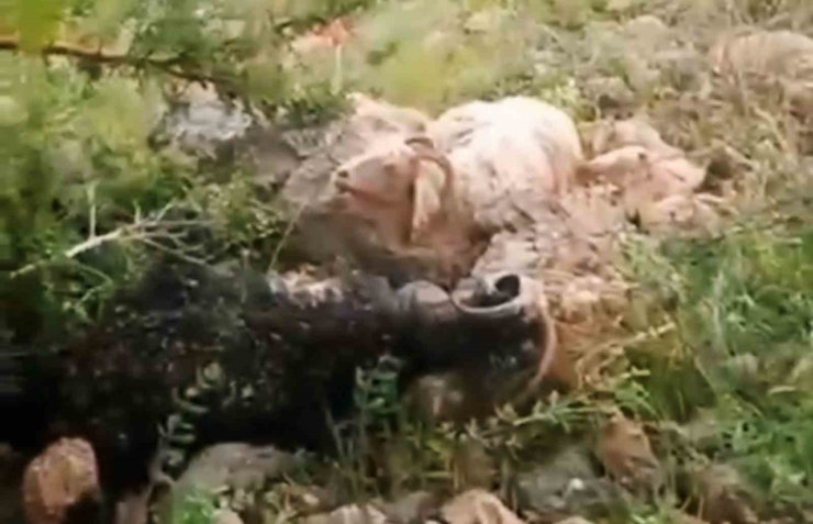 Yüksekova’da sürünün üzerine yıldırım düştü: 8 koyun telef oldu, çoban yaralandı
