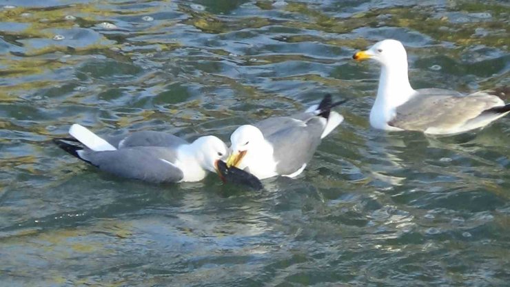 Martıların balık kavgası